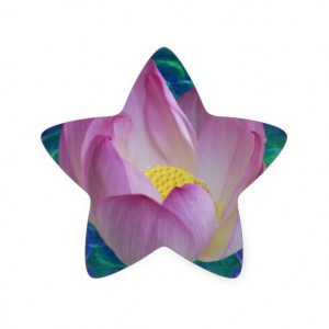 Pink Lotus Flower And Meaning