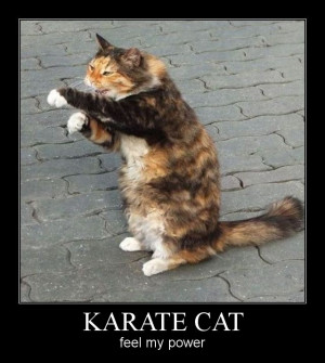 Karate Cat Feel Power