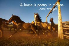 Horse quotes :)