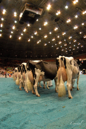 prize winning dairy cows at the world dairy expo recently i