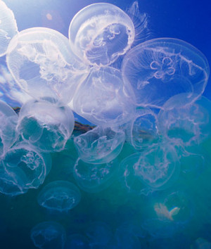 Great Barrier Reef Jellyfish