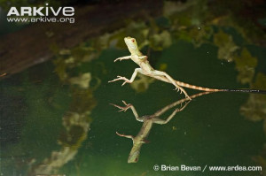 Plumed Basilisk Lizard Running On Water