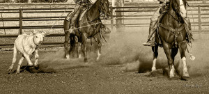 Team Roping Pictures Team roping photograph - team