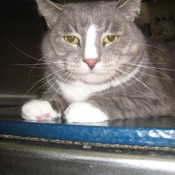 Liberty Falls Veterinary Clinic - Potomac, MD, United States