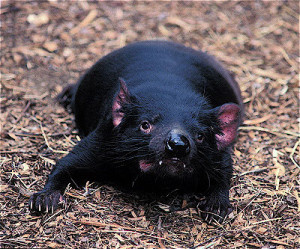 Tasmanian Devil