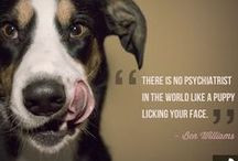 Pet Quotes / We love dogs, cats, birds, bunnies, reptiles, and more ...
