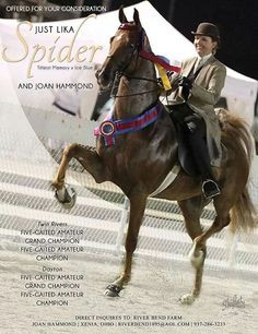 Just Like A Spider spiders