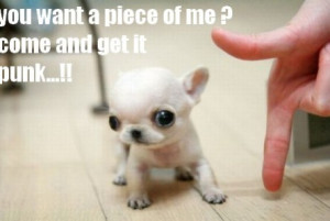 funny cute puppies quotes source http funnypics co photo cutepuppy6