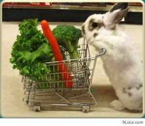 funny-summer-2013-funny-quotes-funny-funny-memes-funny-animals-funny ...