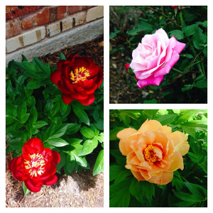 Proof I CAN do some pretty decent gardening!