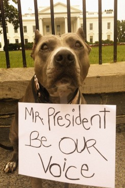 Barack Obama joins fight for pit bulls, speaks against Breed Specific ...