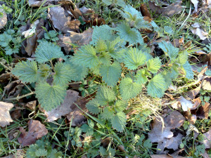 Th e humble nettle, often considered a nuisance and a weed, has been ...