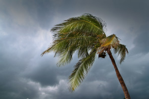 Florida Palm Trees Hurricane