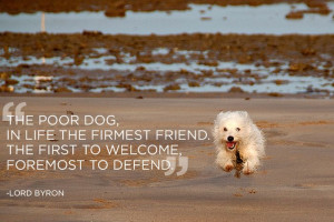 Great Quotes About Pets (21 pics)
