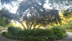 Shakespeare Garden and Rose Garden from Stanley Park