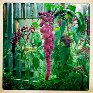 Back > Flowers For > Love Lies Bleeding Green