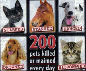 Stop animal abuse!!! - animal-rights Photo