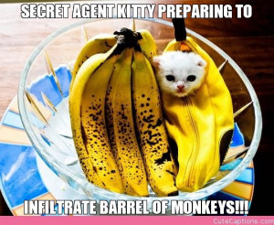 SECRET AGENT KITTY PREPARING TO, INFILTRATE BARREL OF MONKEYS!!!