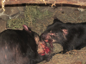 Tasmanian Devils eating dead wallaby - They are carrion eaters, and ...