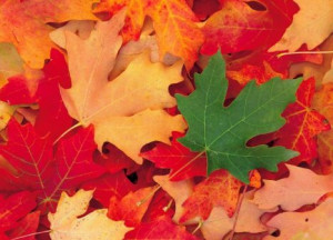 Why do leaves change color | Why Do - Downloadable