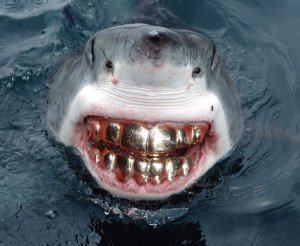 ... With Teeth Grill, Great White Shark Smile, Funny smile, bad teeth
