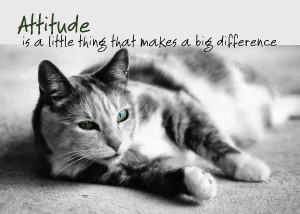 Cat quotes