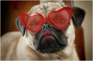 ... , Dogs, Valentines Day, Valentinesday, Pugs, Animal, Happy Valentines