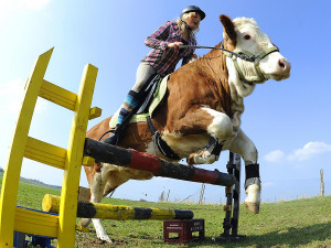 ... of her jumping the fence that would make great wallpaper for my laptop