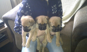 sheperd x puppies 150 posted 1 year ago for sale dogs mixed breed