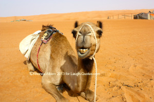 camel-for-laugh-quotes.jpg