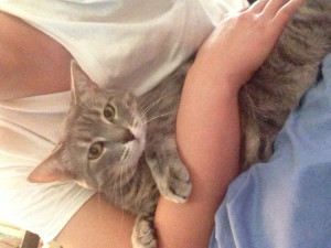 Cute Fat Cats Quotes Cute gray kitty grey cat fat