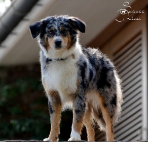 couleur color bleu merle blue merle