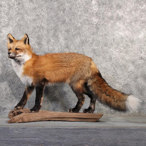 Red Fox Life Size Taxidermy