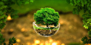 Nature tree plantation