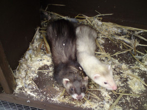 baby polecat ferrets for sale 10 posted 1 year ago for sale rodents