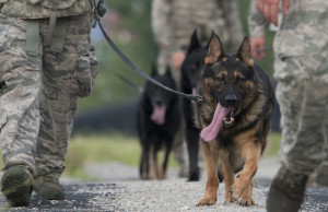 The 9 Biggest Myths About Military Working Dogs