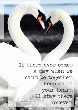 Togetherness Swans - Love Quotes - Visual Statement Lace and Buckles