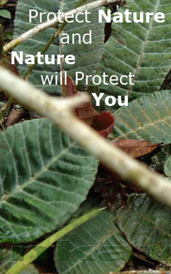 Protect Nature and Nature will Protect You