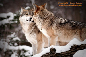 ... of Wildlife Mexican gray wolf blog:A Drop in the Genetic Bucket