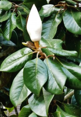 Southern Magnolia blossom in bud form