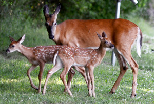 Good Luck Deer Hunting Quotes A mother deer and her two