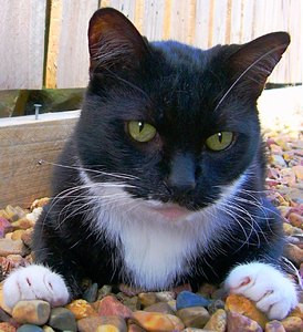 Tuxedo Cat Black And White