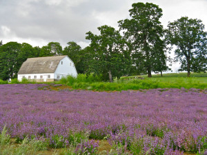 Photo Wallpaper Lavender Field