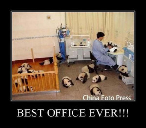 Tuesday Funny Animals Best Work Office Ever funny