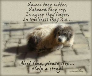 Please Help Saves Lives and Help the Homeless Pets. Be a hero ...