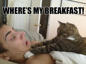When Your Cat Wakes You Up - Funny pictures