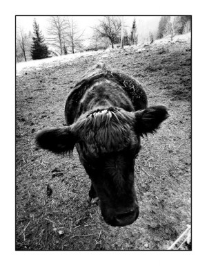 vache noire accueil forum photo auteur masque petite vache noire