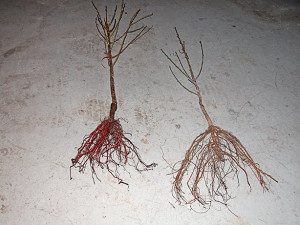 Bare Root Fruit Trees