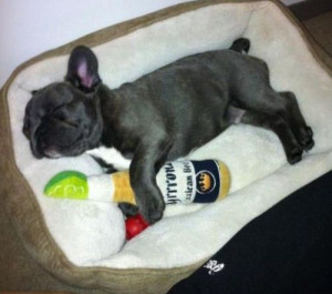 ... More Cute Pictures! (french bulldog,corona chew toy,adorable,puppy