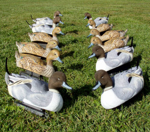 pintail decoys